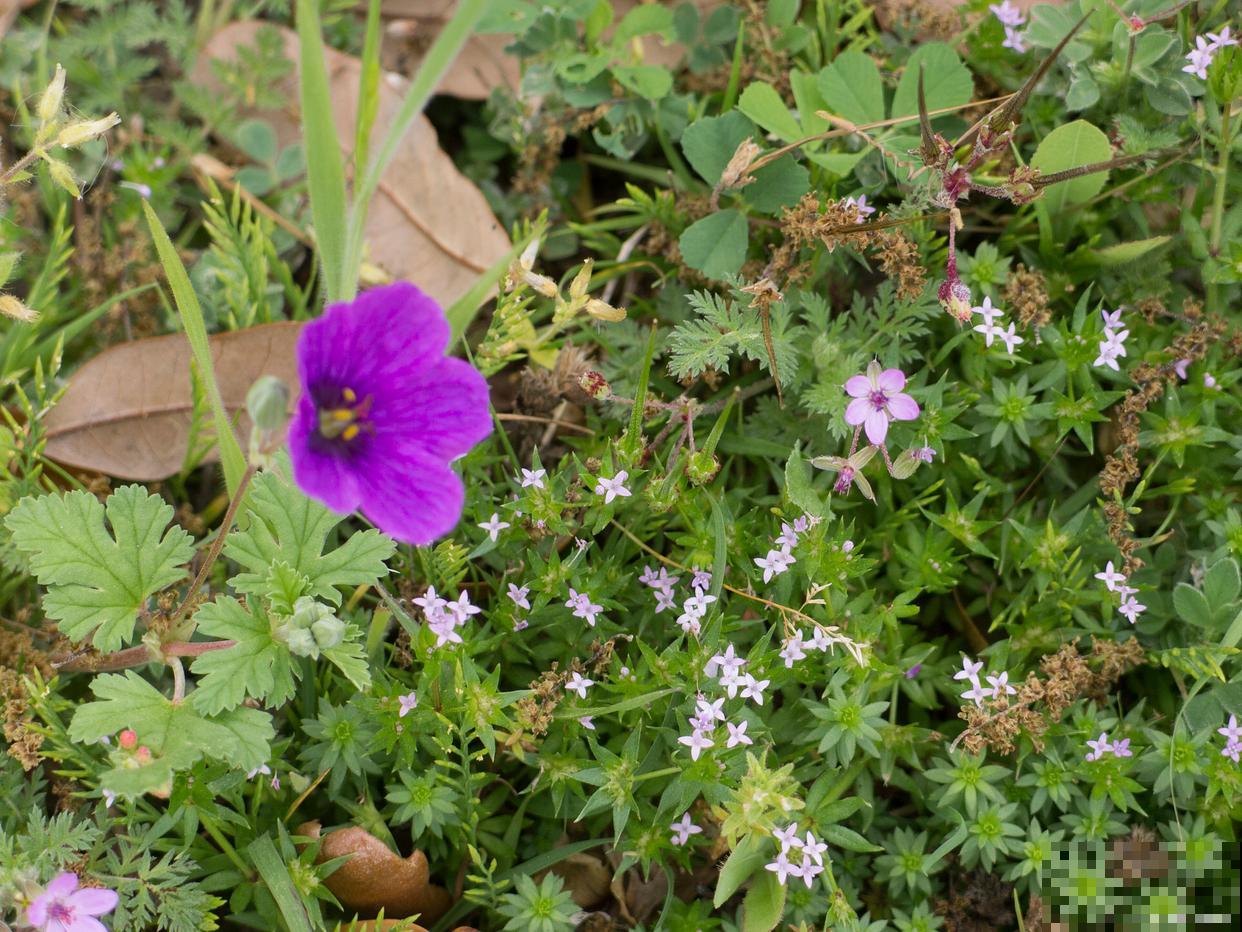 半枝莲在什么时候开花