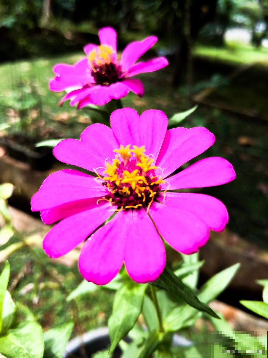 百日草什么时候摘心