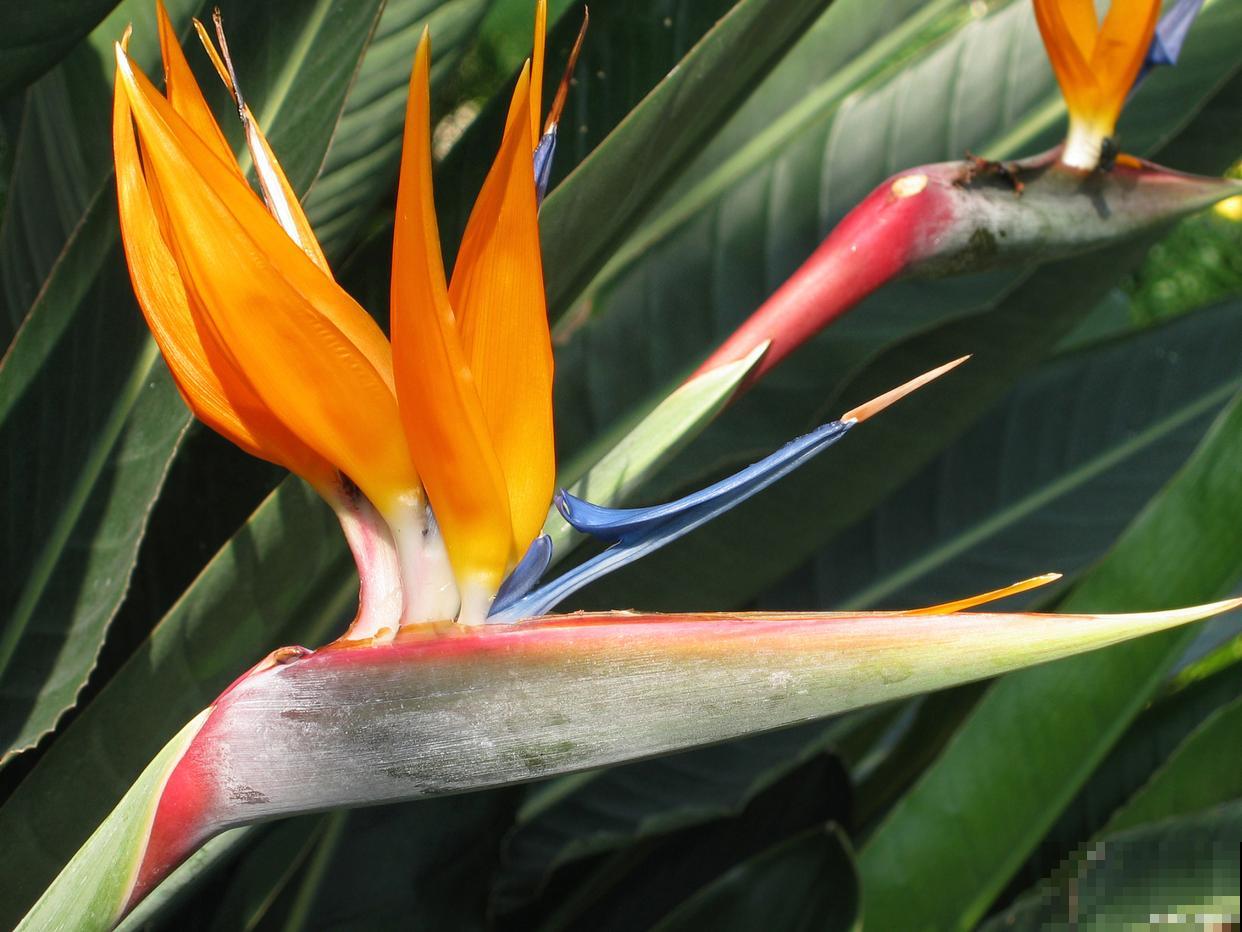 天堂鸟移栽注意事项