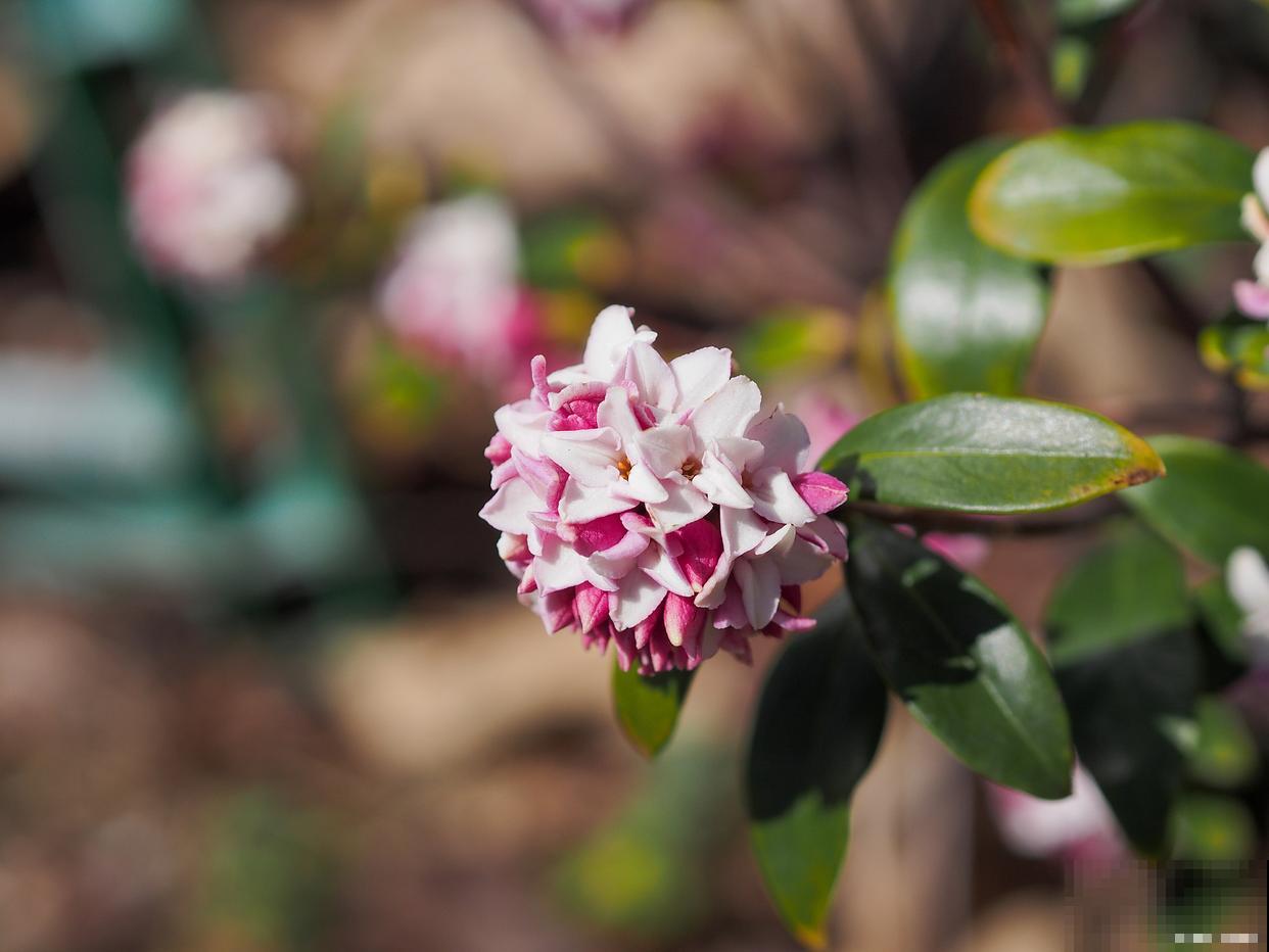 瑞香叶子蔫了怎么回事