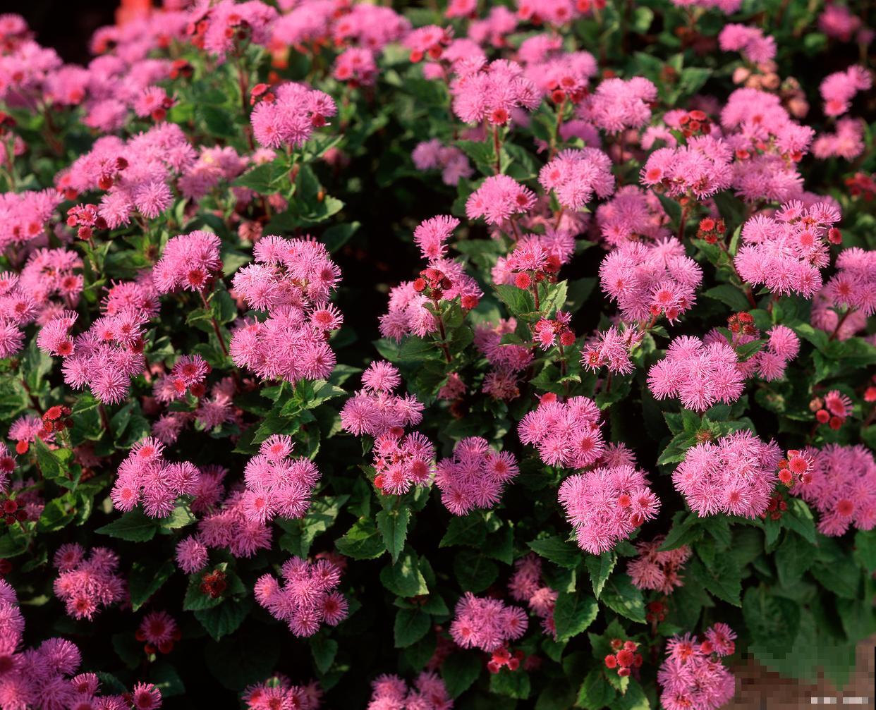 百日红怎么修剪? 百日红怎么修剪?