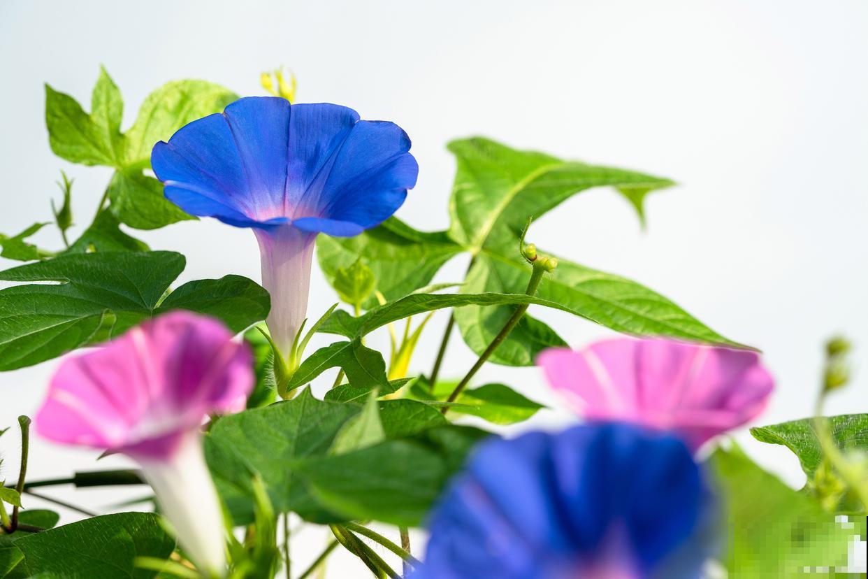 花坛花卉有哪些？