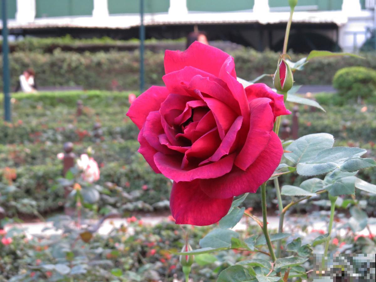 月季春天注意什么