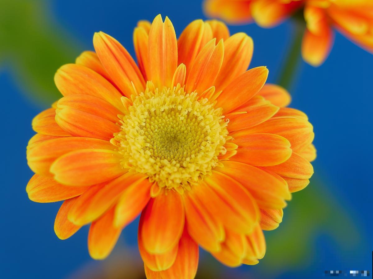 非洲菊可以养多久