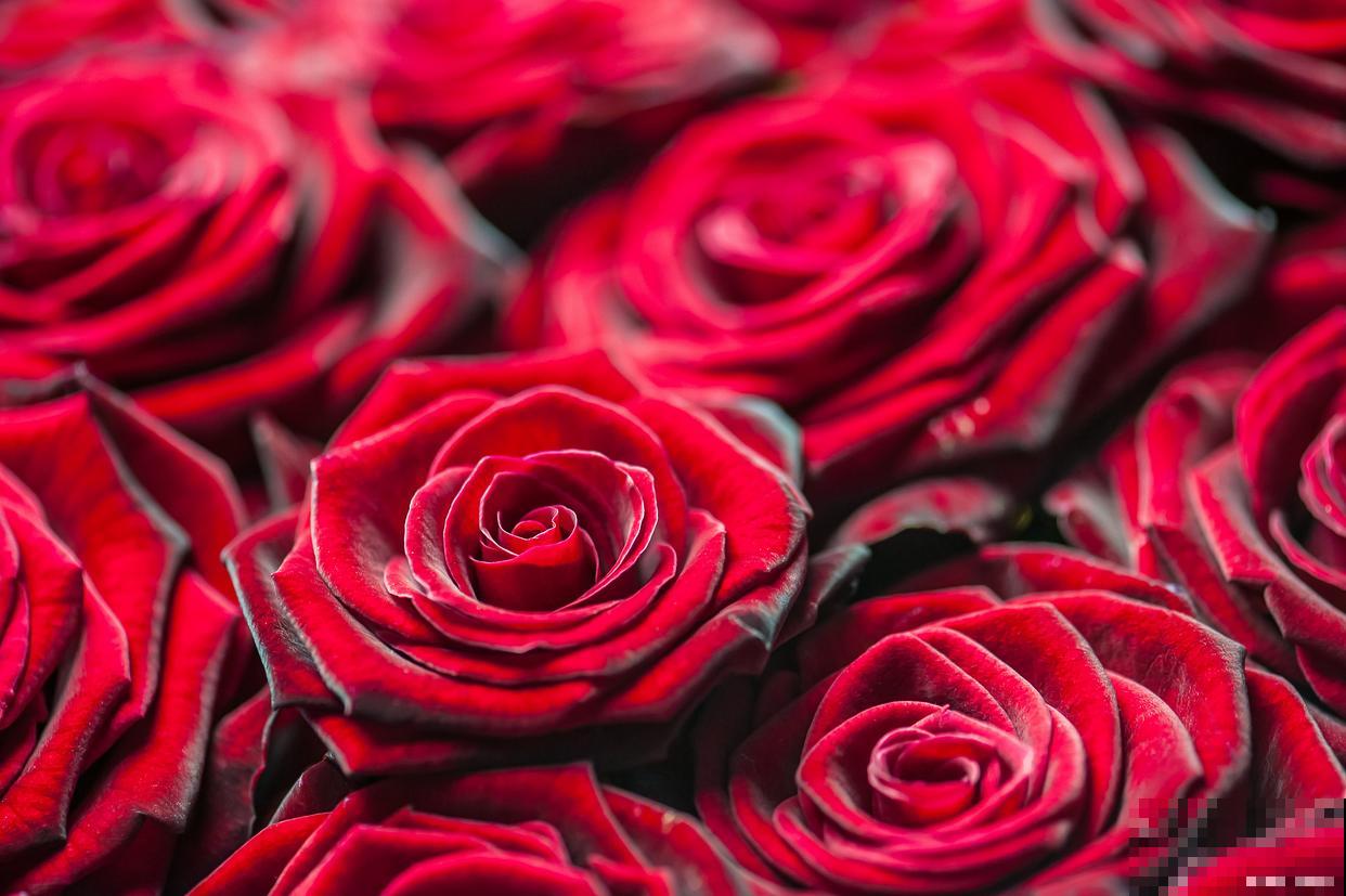 玫瑰花长霜了怎么回事 玫瑰花长霜了怎么回事