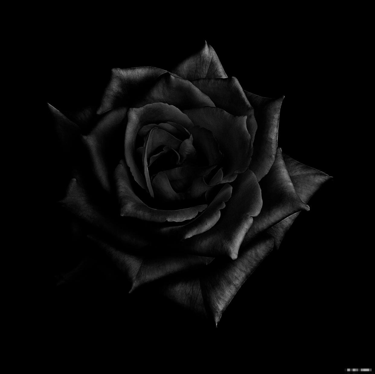 为什么黑色的花很少 为什么黑色的花很少