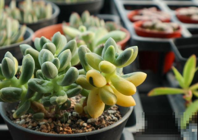 养殖多肉，浇水要注意，根据季节浇水才能长得好