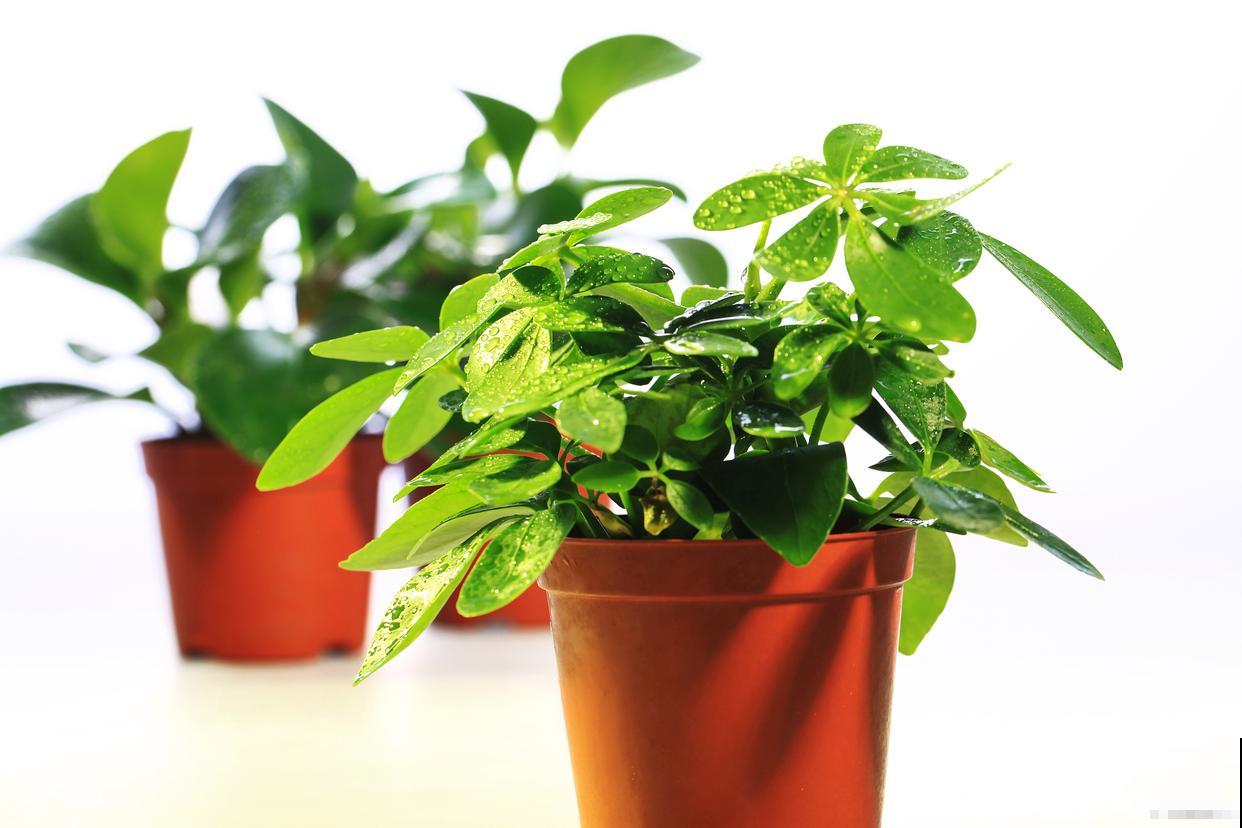 招财树黄叶怎么办