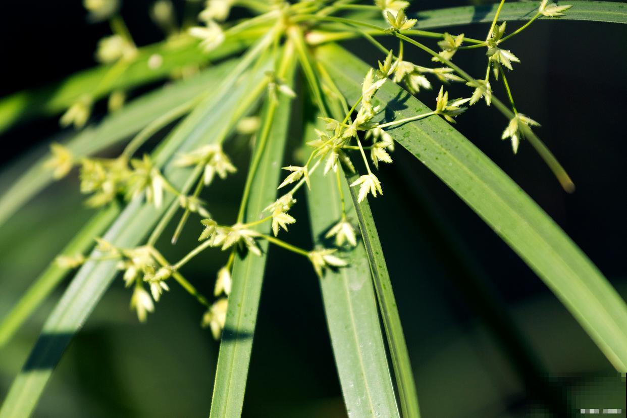 竹子什么时候开花