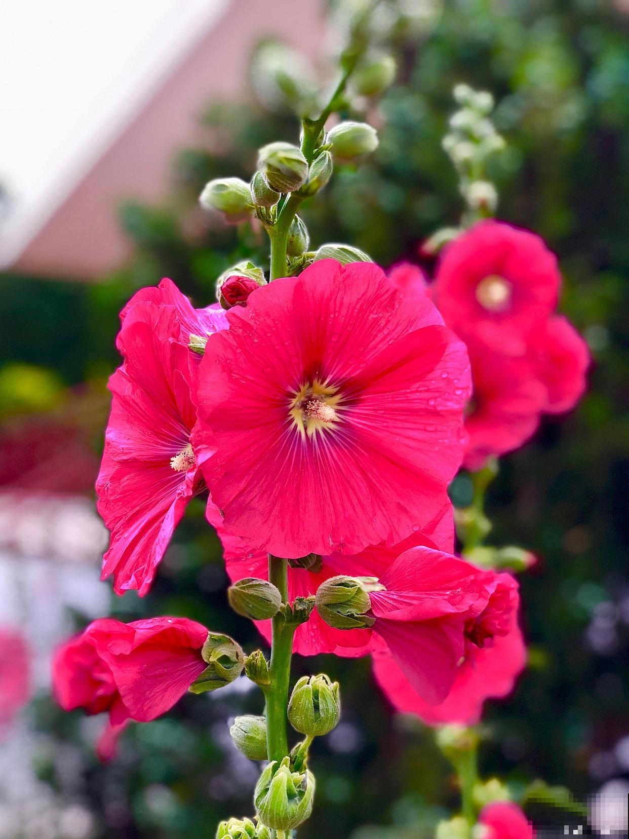 春天种的蜀葵什么时候开花