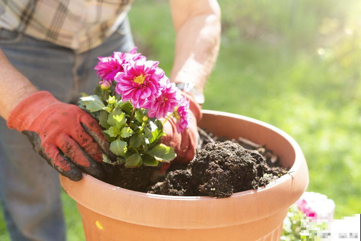 养花湿度不够怎么办 养花湿度不够怎么办