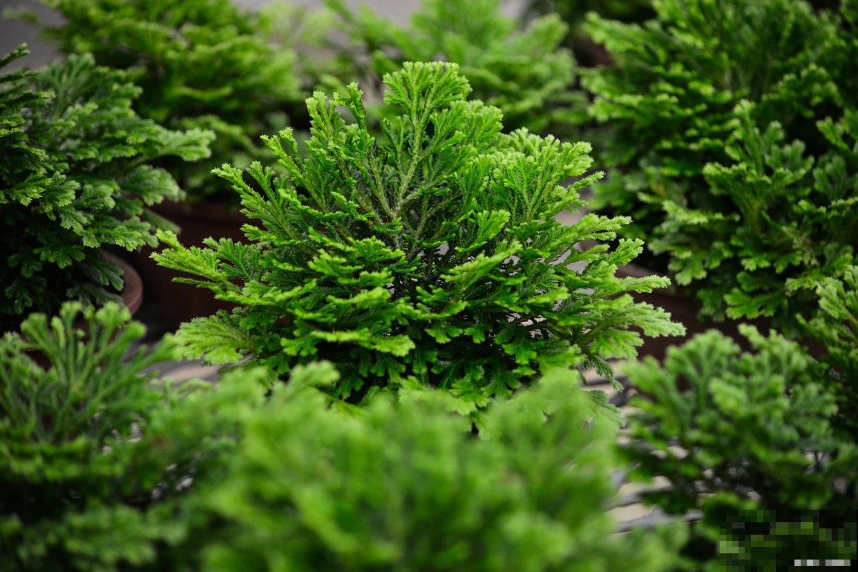 卷柏如何繁殖的？