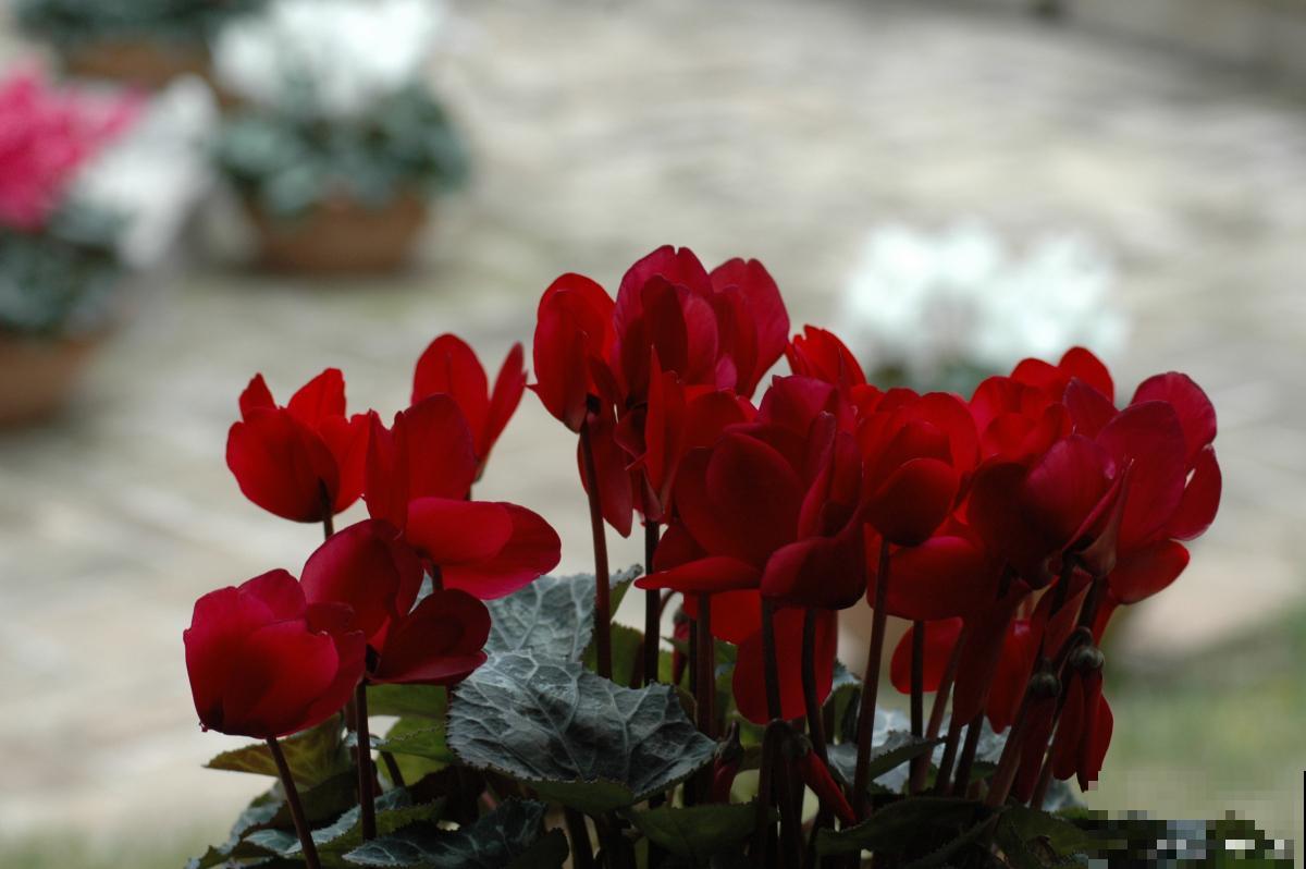 仙客来花盆栽的养殖方法和注意事项 仙客来花盆栽的养殖方法和注意事项