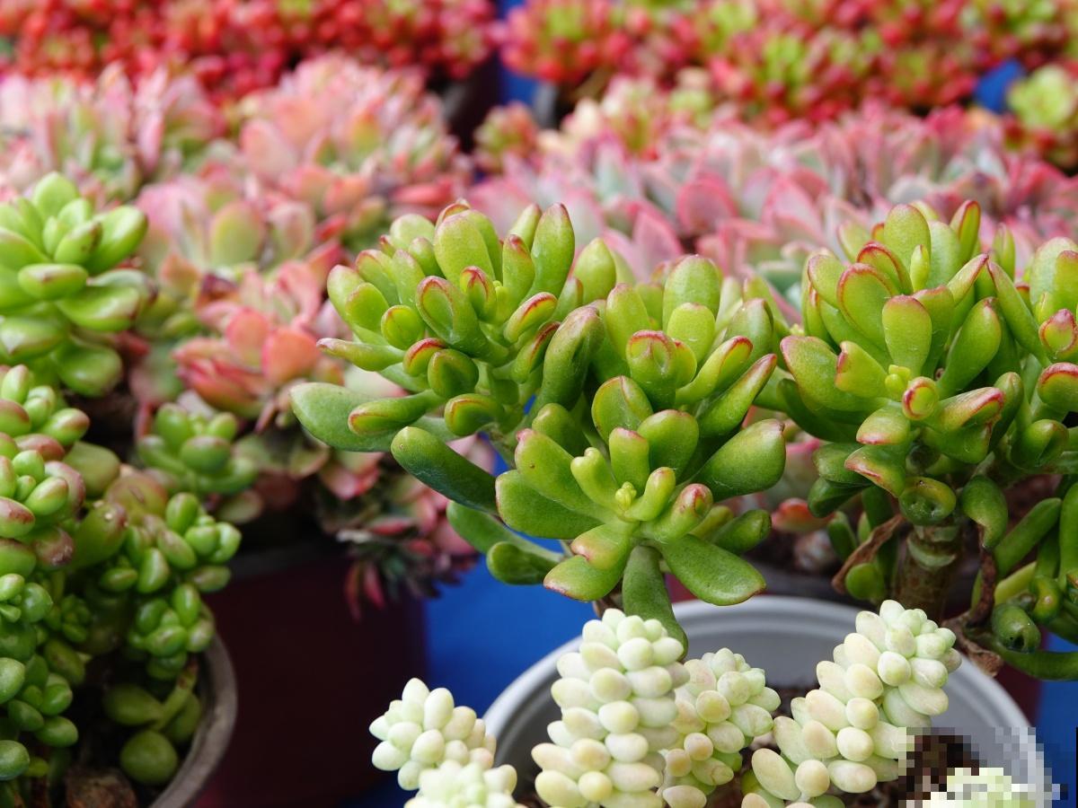 多肉得了黑腐病怎么办