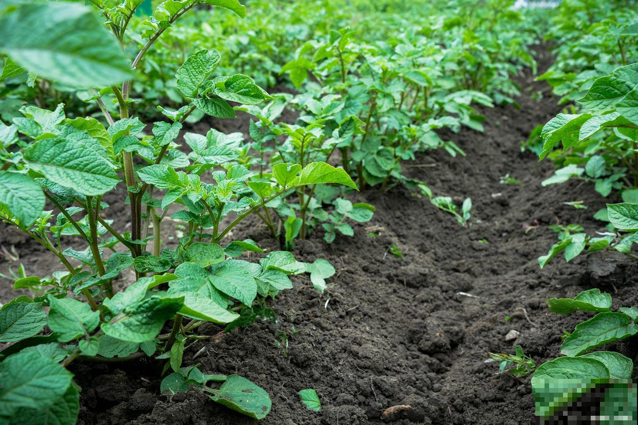 蔬菜种下后几天施肥合适 蔬菜种下后几天施肥合适