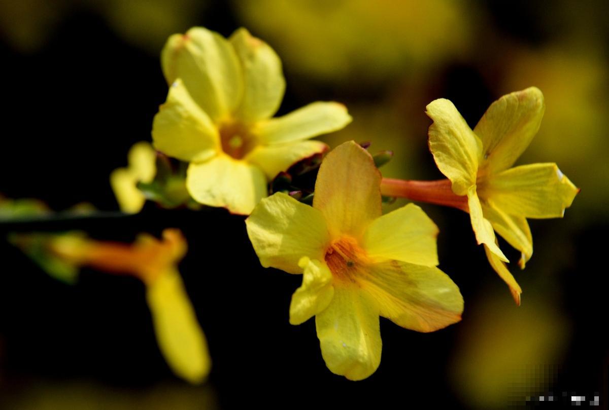 迎春花如何繁殖？
