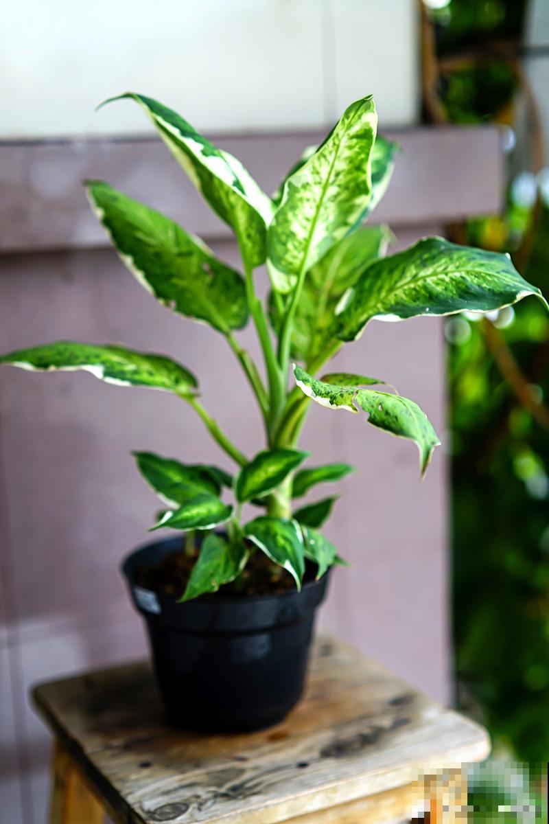 春季怎么移栽万年青 春季怎么移栽万年青