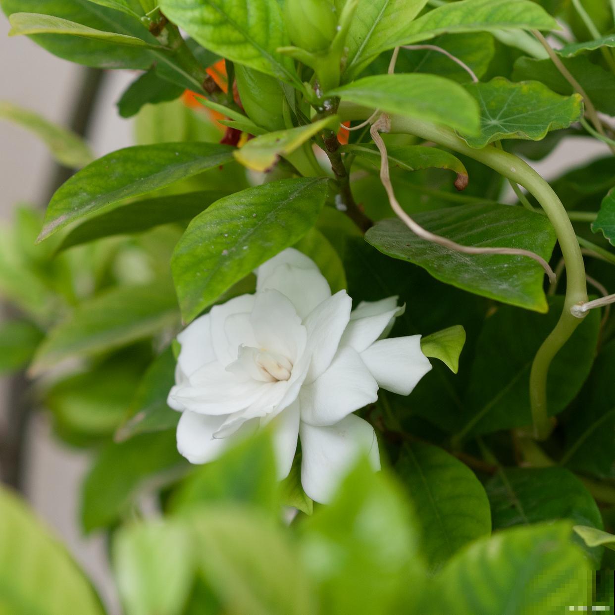 栀子花养殖方法，在家轻松养