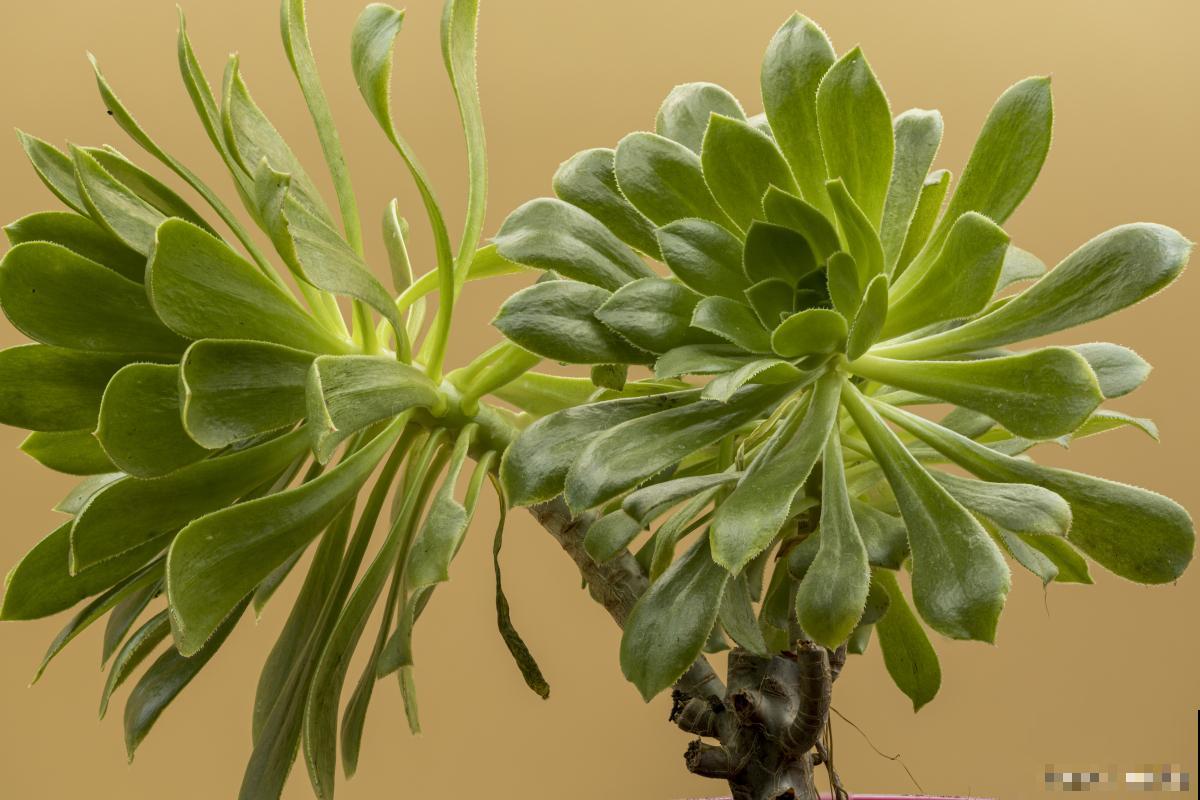 受冻害植物怎么救