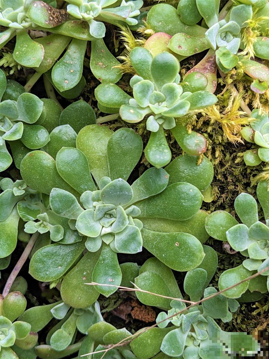 番杏科多肉植物怎么养