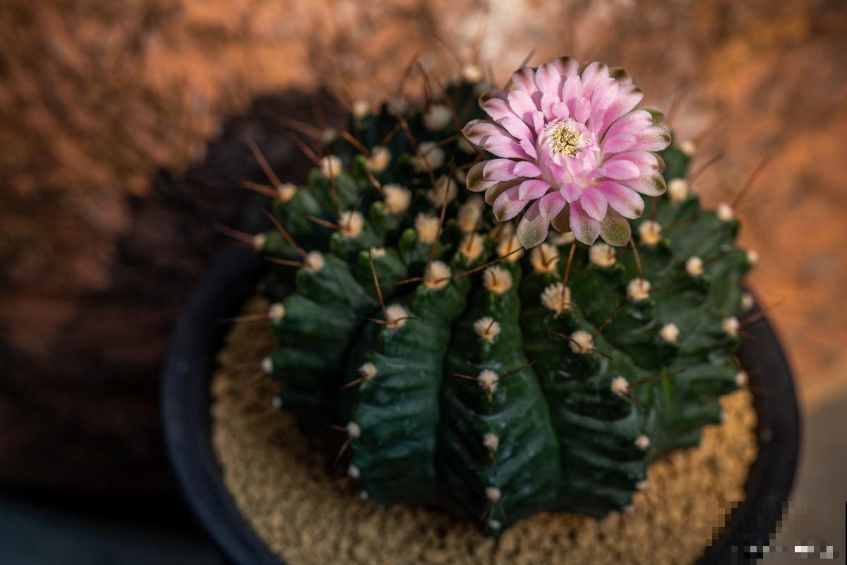绯花玉什么时候开花