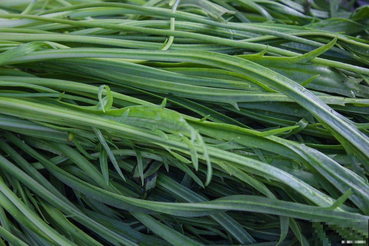 韭菜种子几月份播种