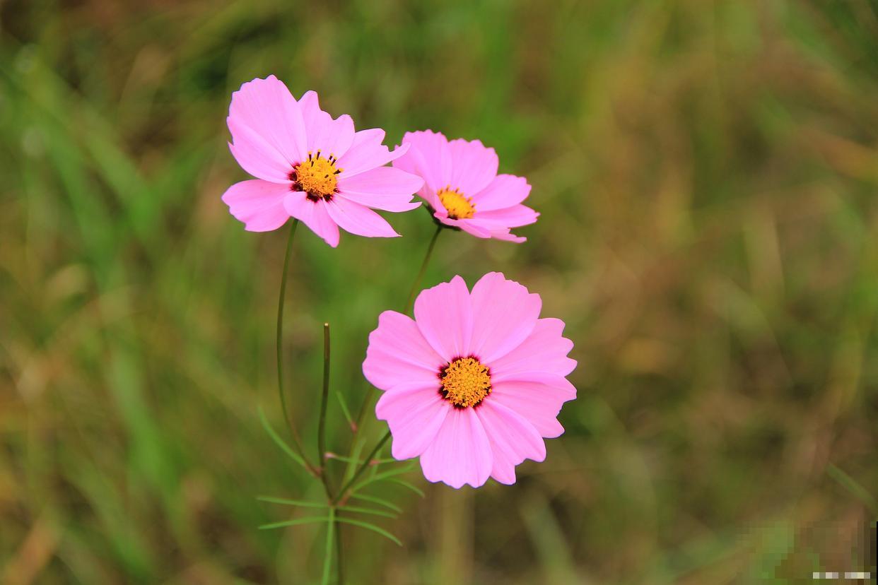 秋英和格桑花是一种花吗