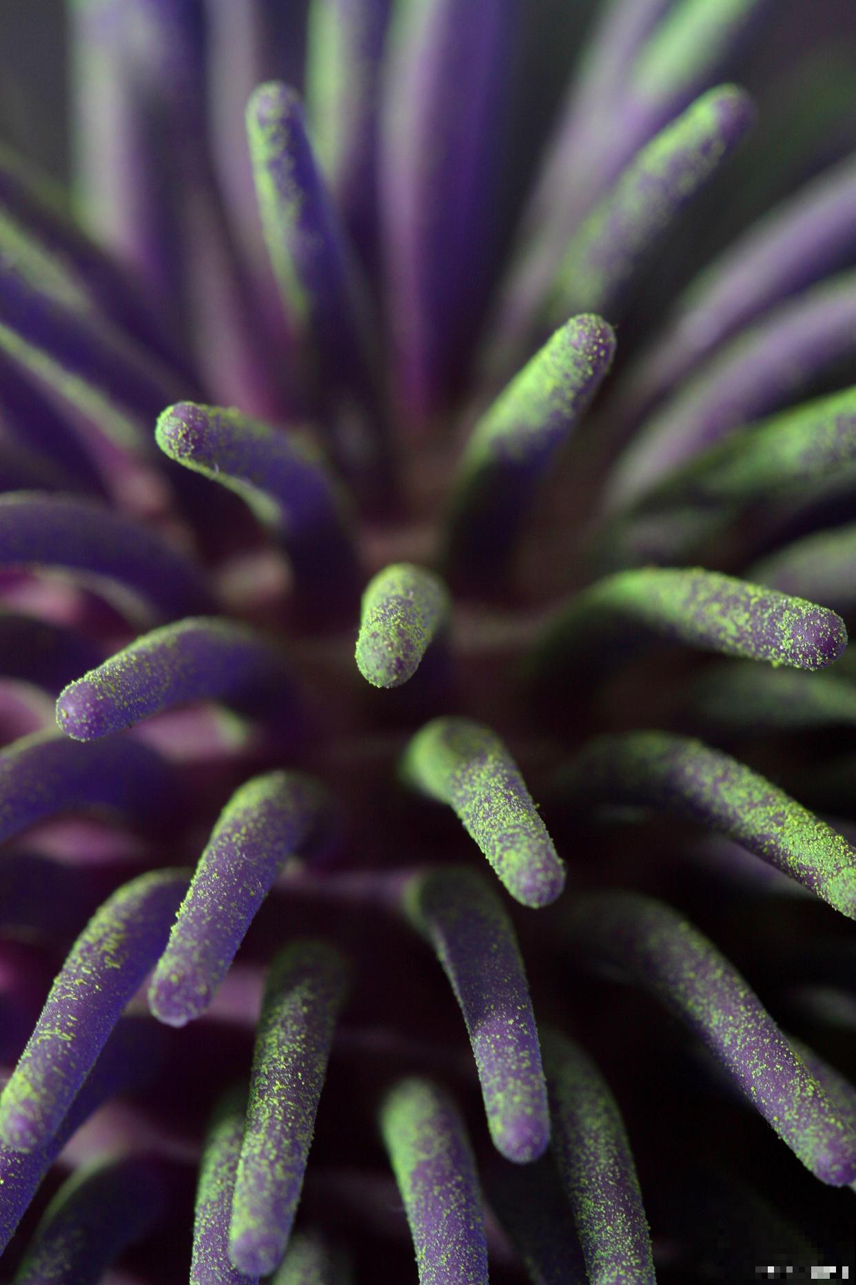 奔龙怎么繁殖的？