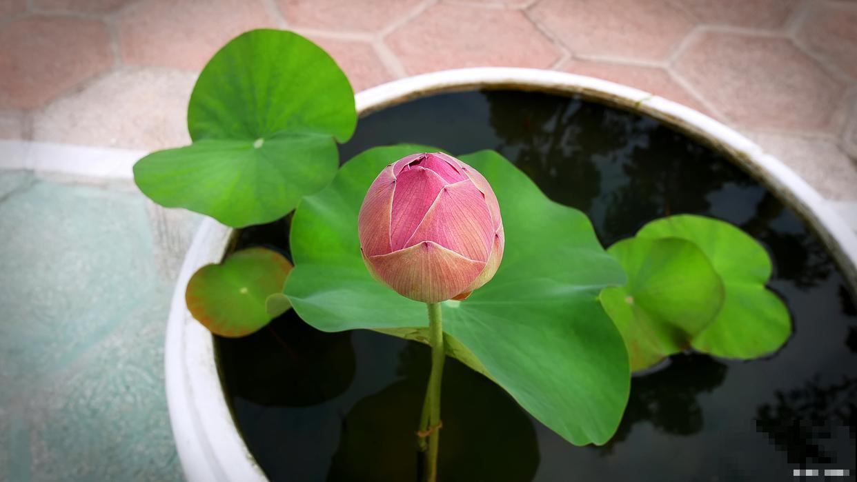 碗莲种子怎么催芽