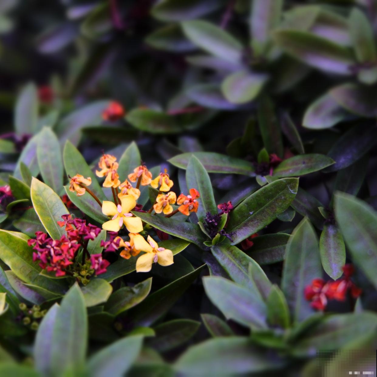 金边瑞香如何繁殖