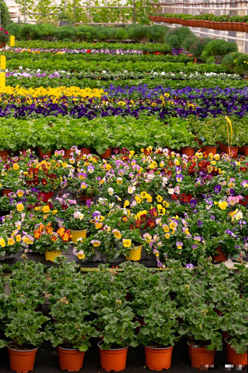 草花怎么去养殖？