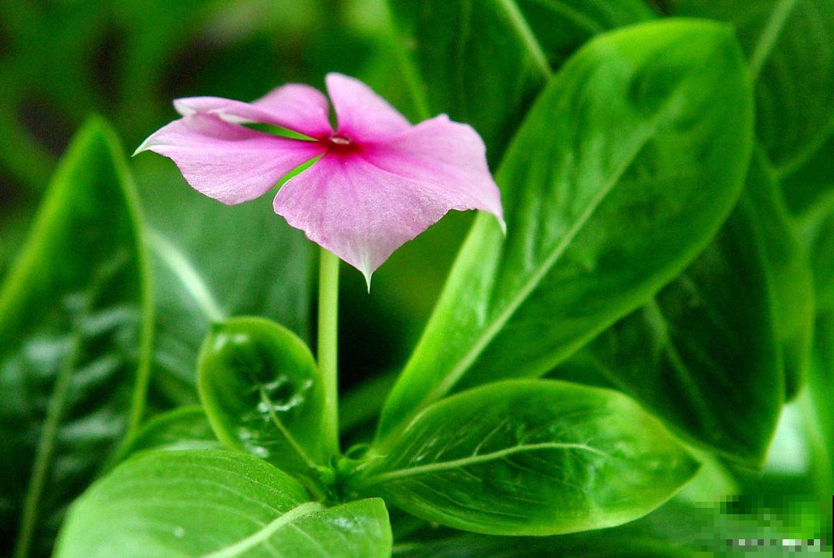 日日春怎么种植? 日日春怎么种植?