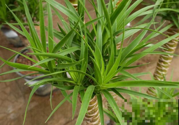 龙血树叶太多了，可以从底部掰掉，掰掉后要注意通风养殖