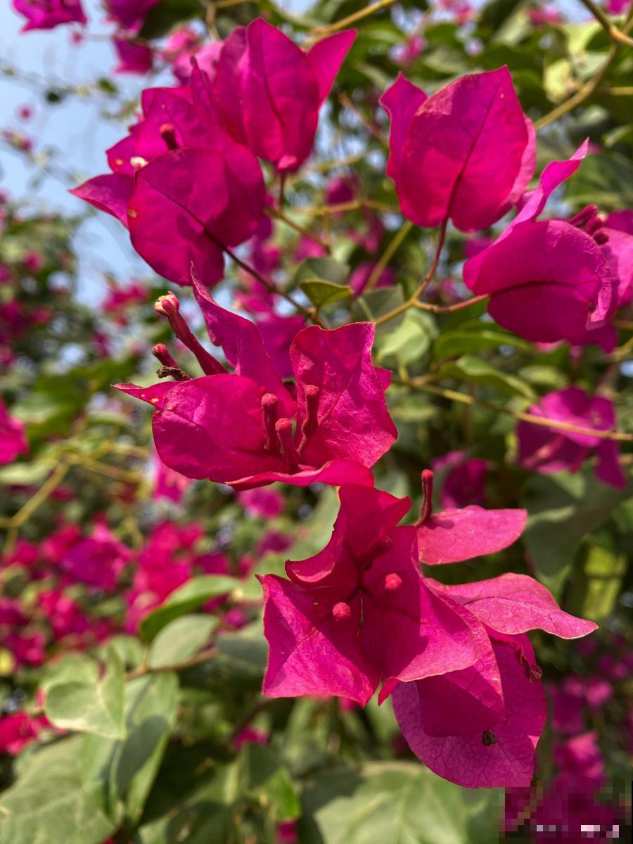 三角梅伤根的后怎么处理