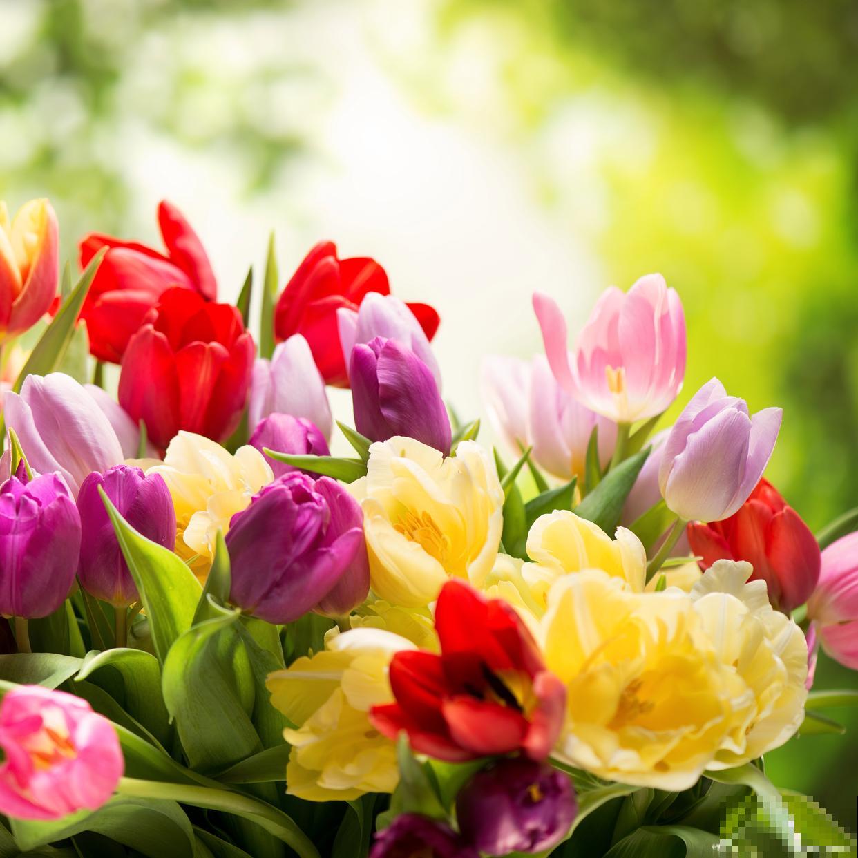 花店的鲜花怎么保鲜