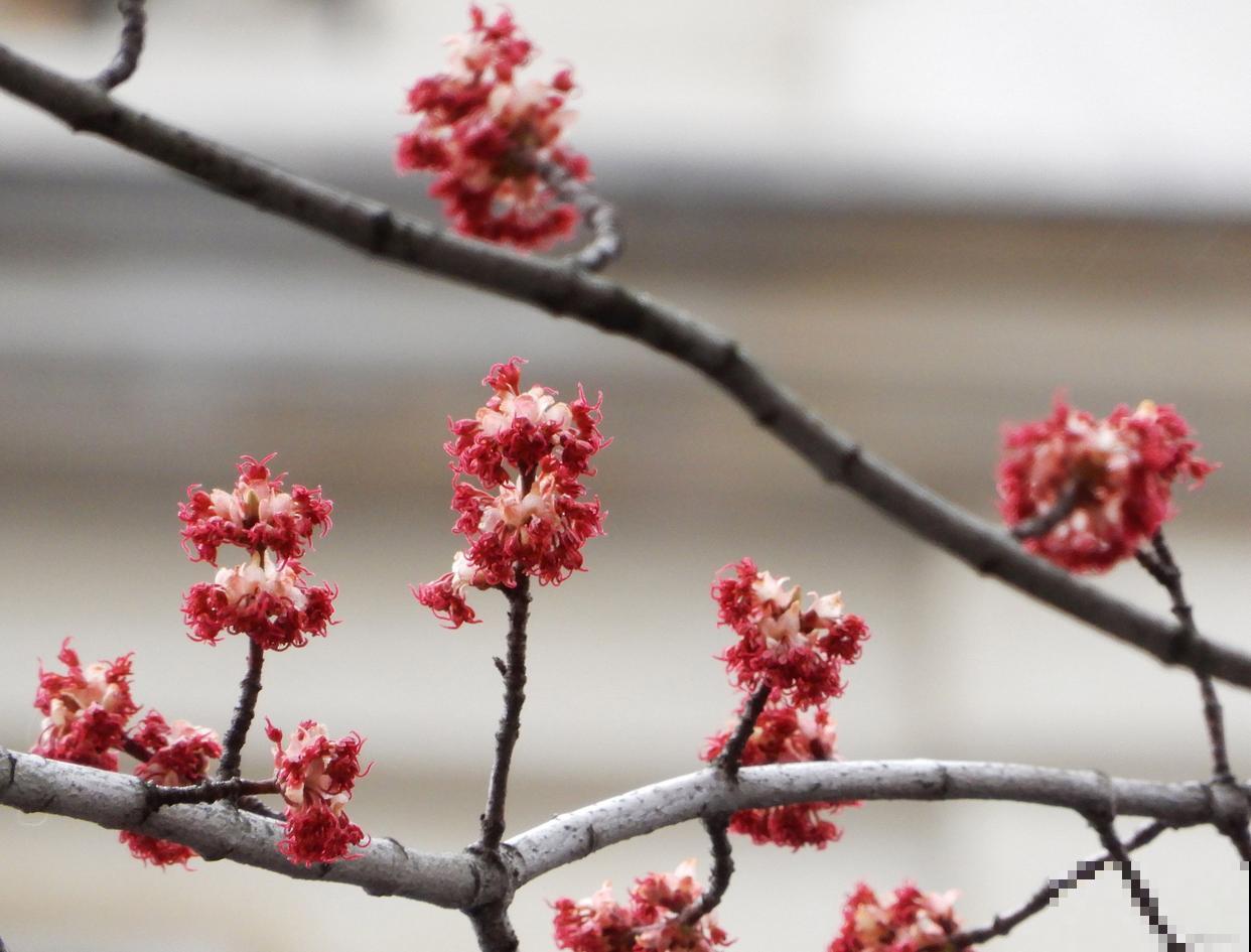 红梅可以在春天扦插吗 红梅可以在春天扦插吗