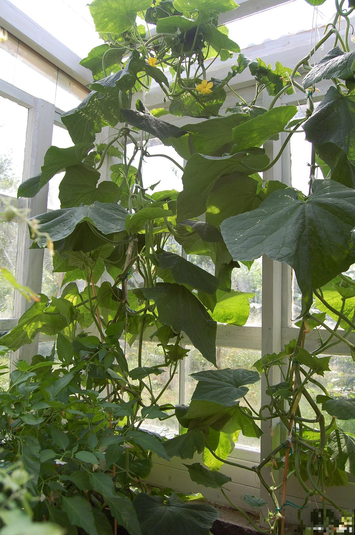 阳台黄瓜怎么种植