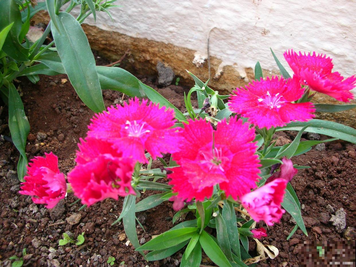 欧石竹的养殖方法