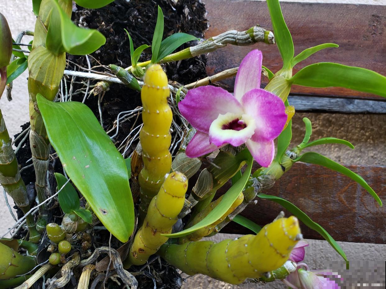野生石豆兰怎么养 野生石豆兰怎么养