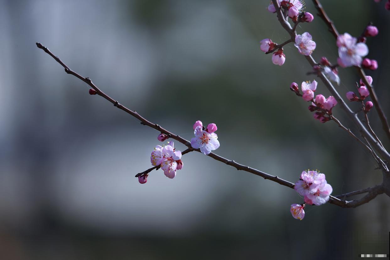 梅花花后如何修剪