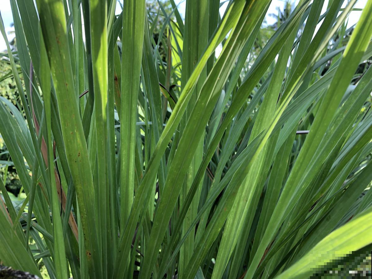 种什么花可以驱蚊子