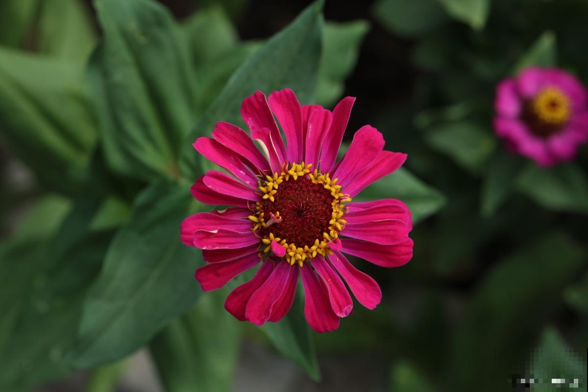 百日草花什么时候播种