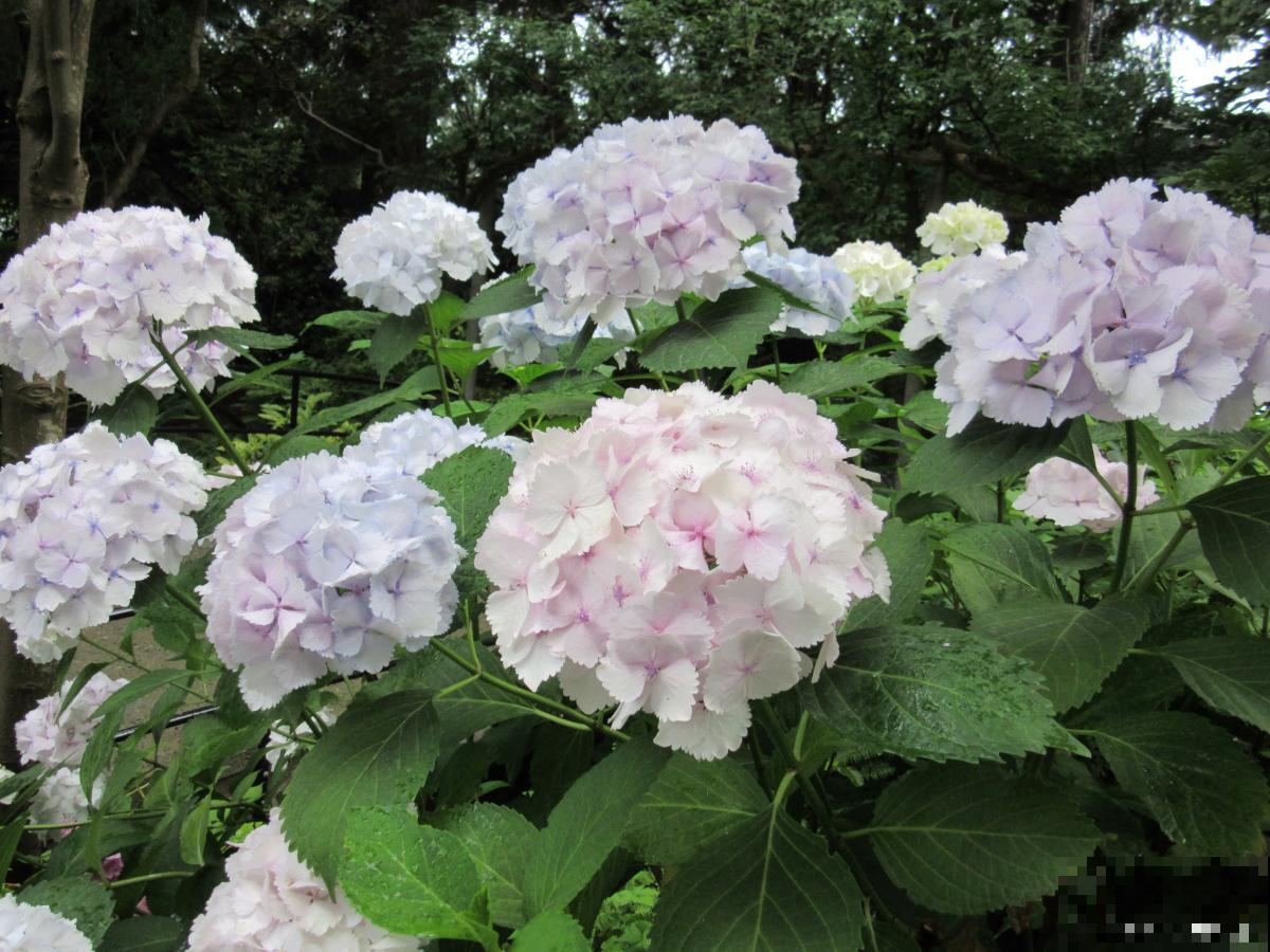 臭绣球怎么修剪? 臭绣球怎么修剪?