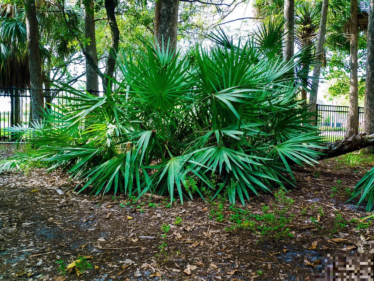 棕竹什么时候换盆比较好