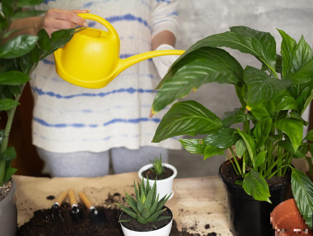 植物移栽后多久浇水