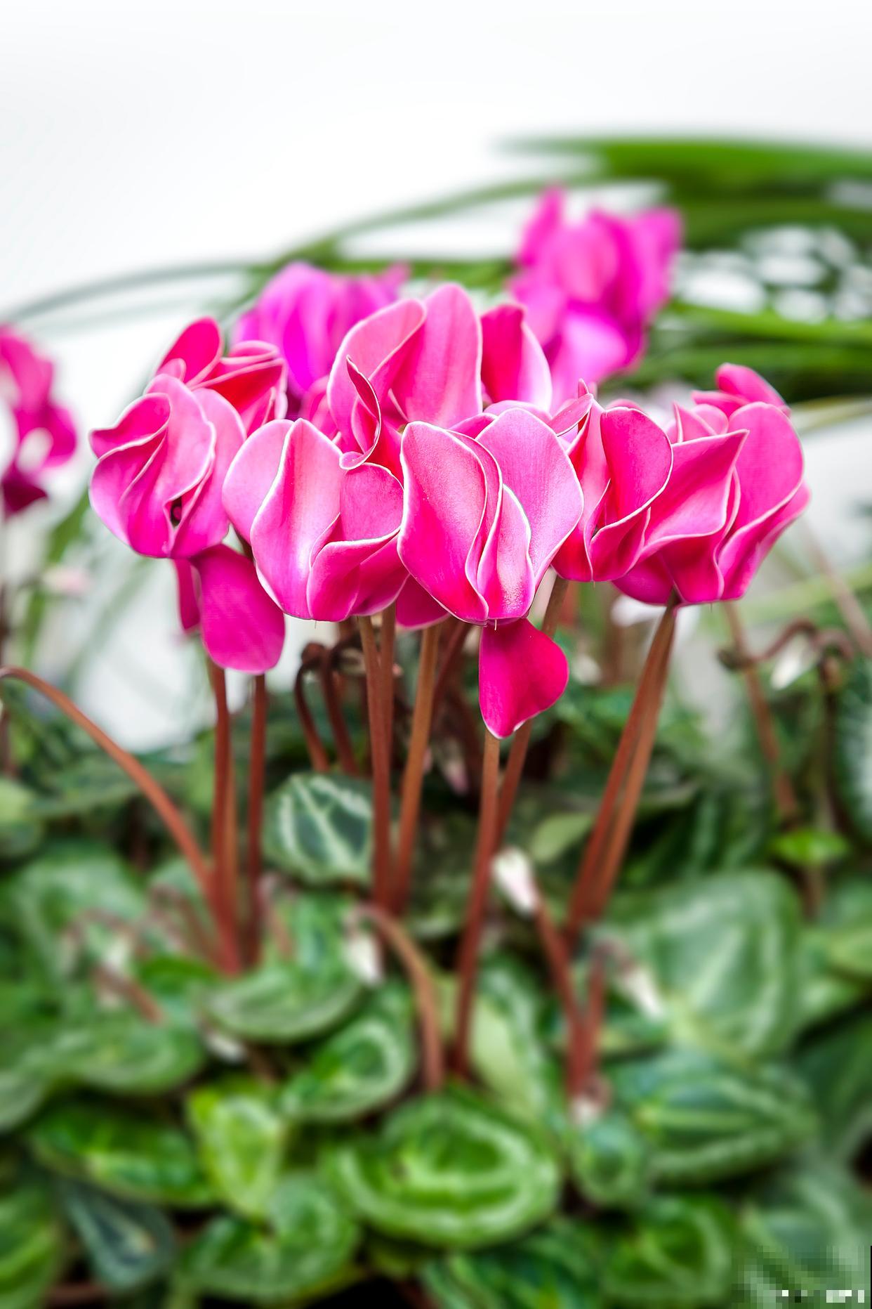 仙客来花盆栽的养殖方法和注意事项 仙客来花盆栽的养殖方法和注意事项