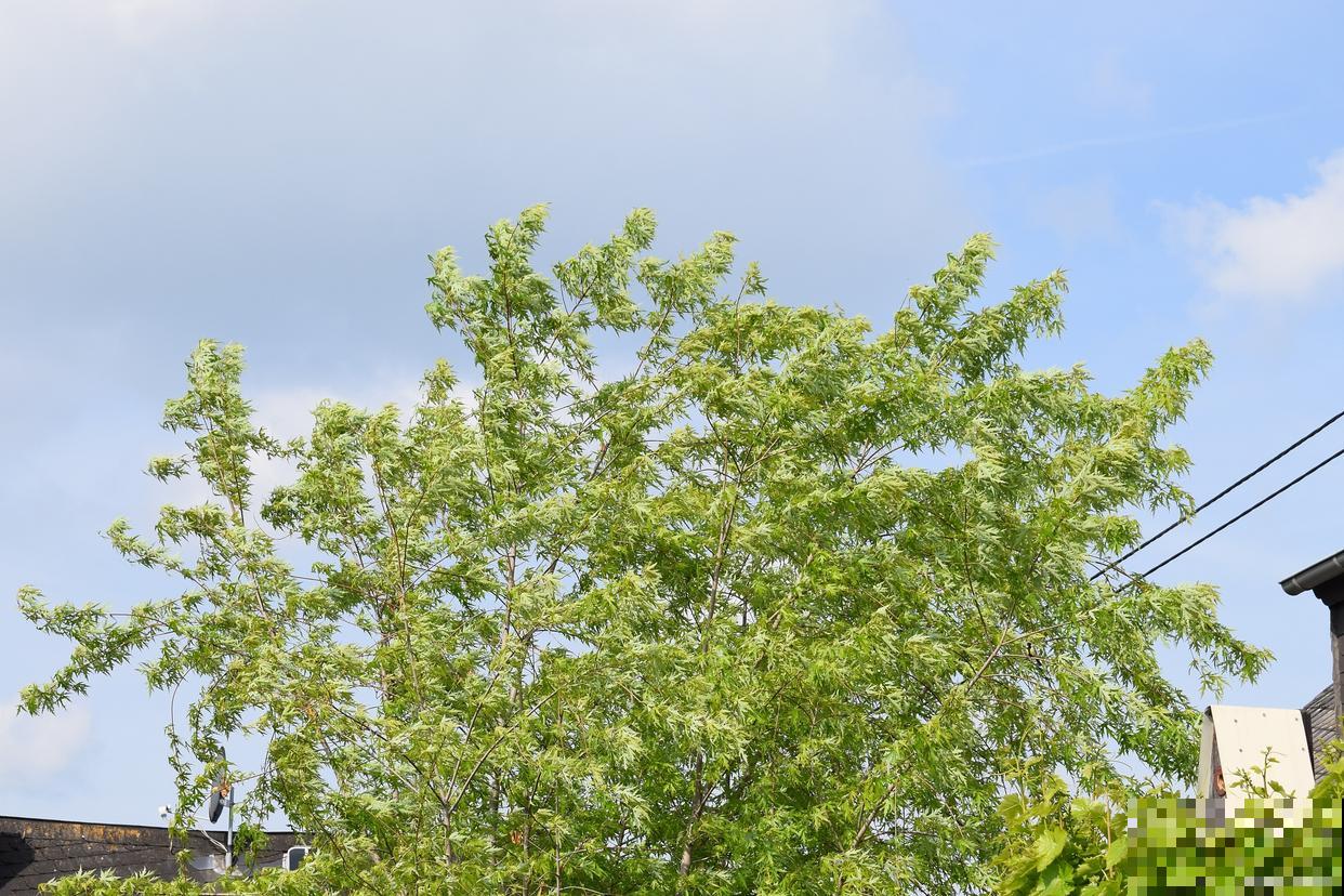 小榆树怎么养的？