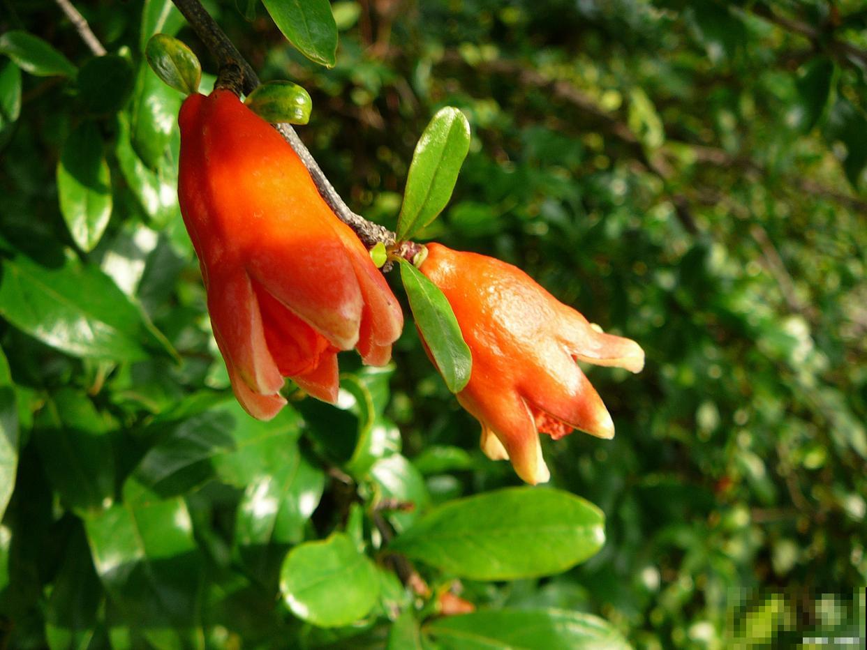 石榴花怎么授粉？