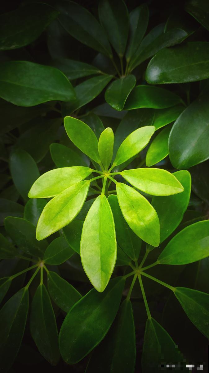 鸭脚木落叶怎么办