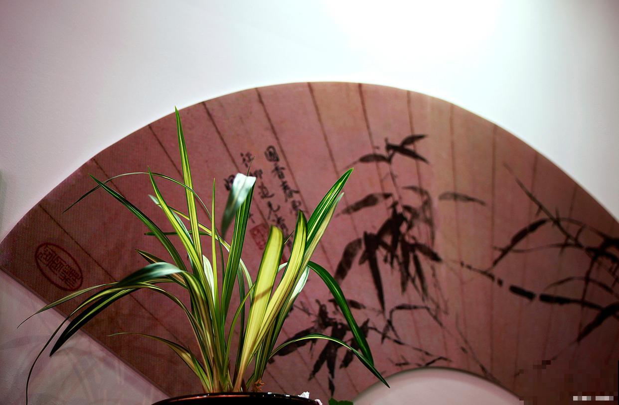 墨兰烂根了怎样才能长出新根